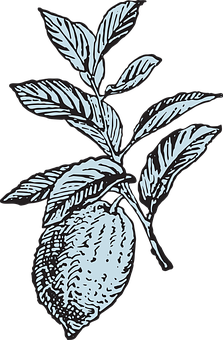 Lemon Branch Illustration PNG