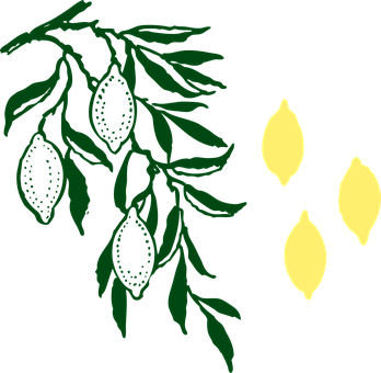 Lemon Branchand Fruit Graphic PNG