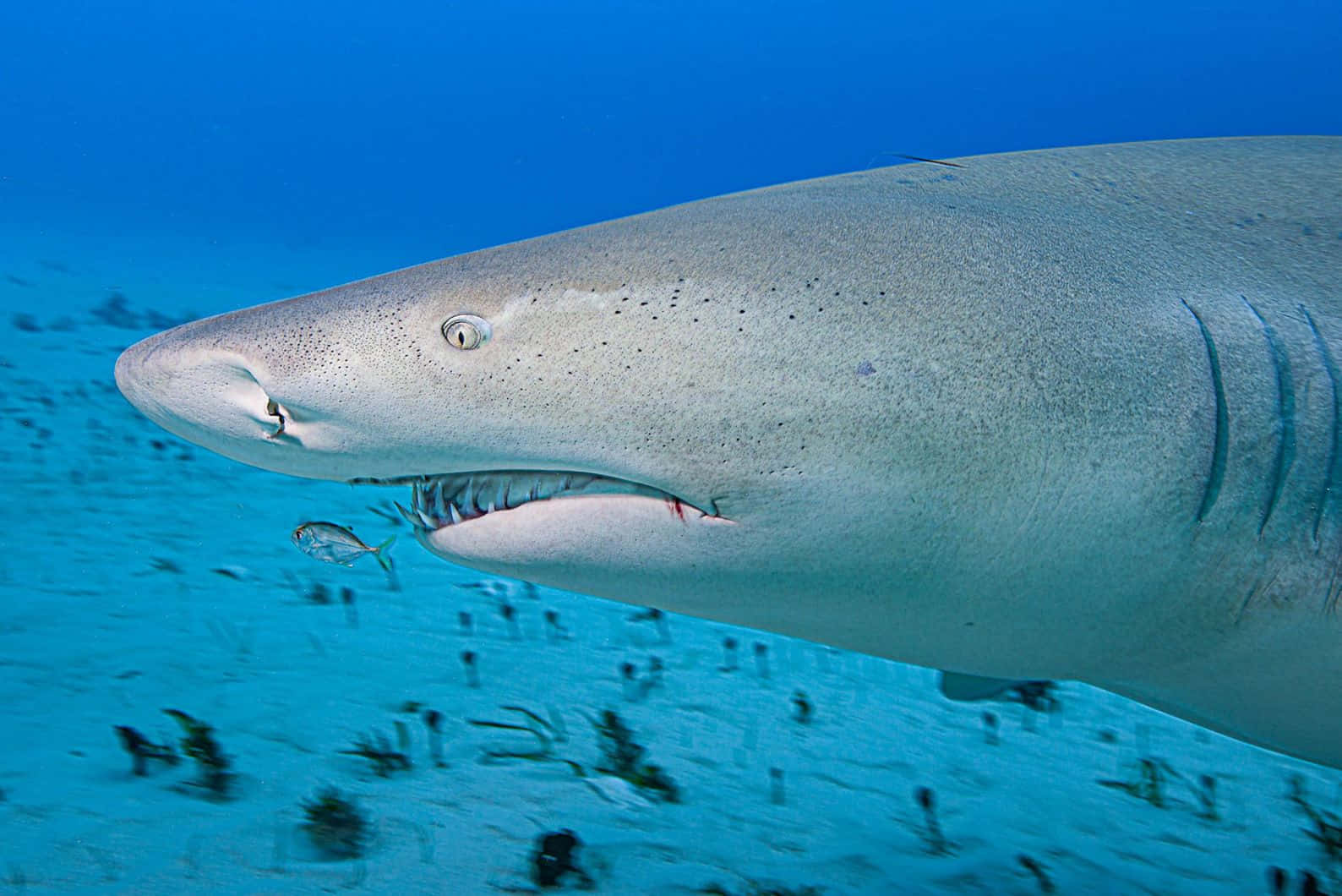 Lemon Shark Close Up Underwater.jpg Wallpaper