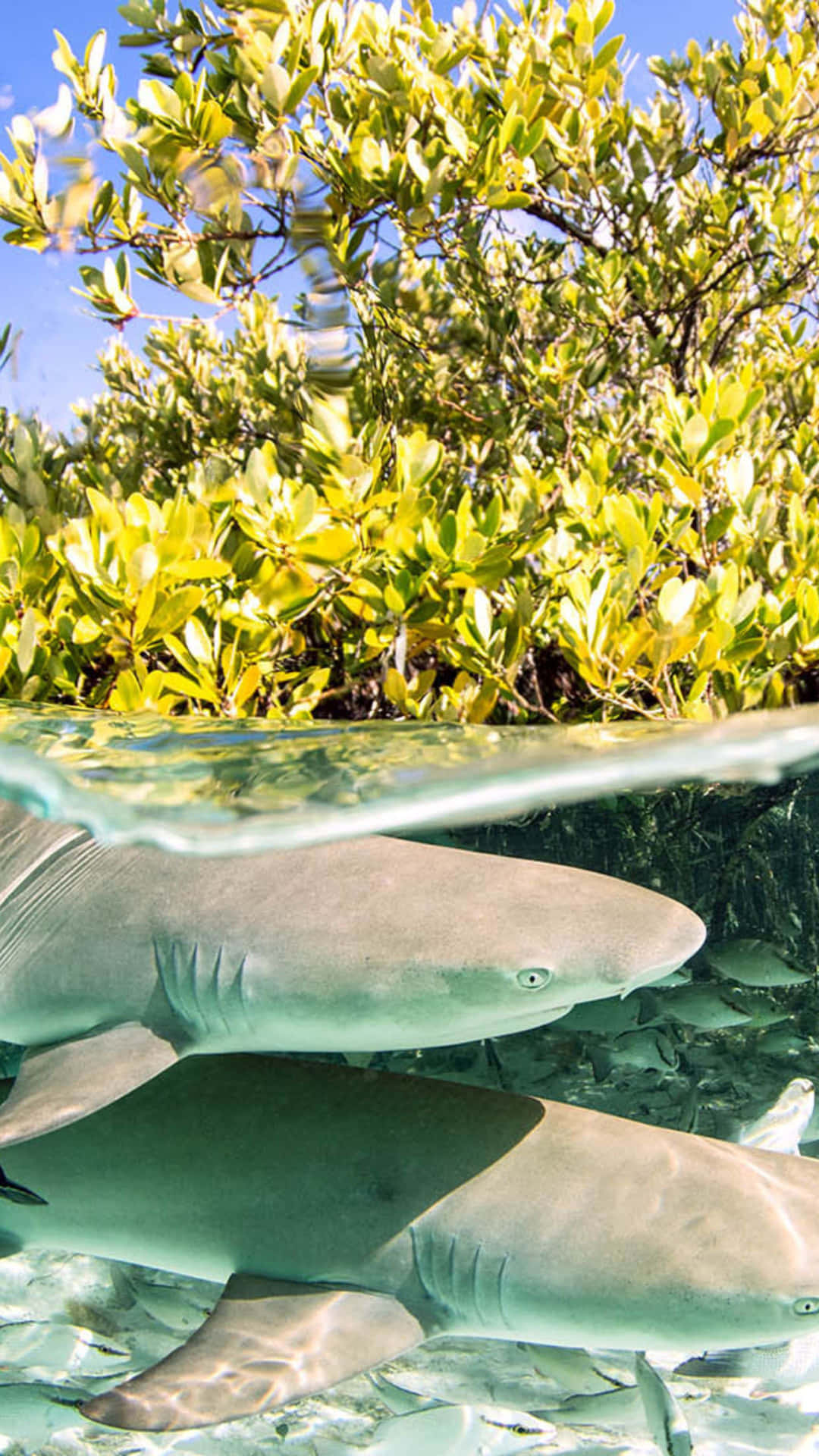 Lemon Shark Mangrove Encounter Wallpaper
