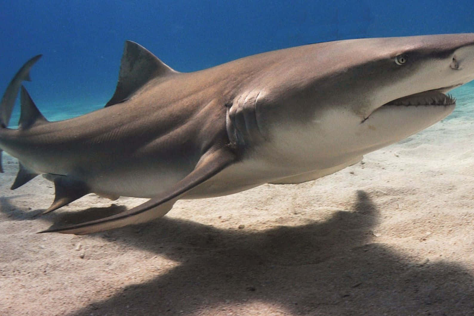 Lemon Shark Swimming Over Sandy Seabed Wallpaper
