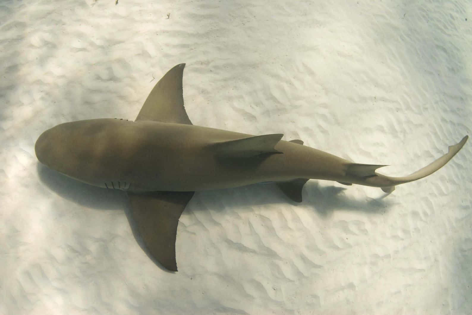 Lemon Shark Underwater Serenity Wallpaper