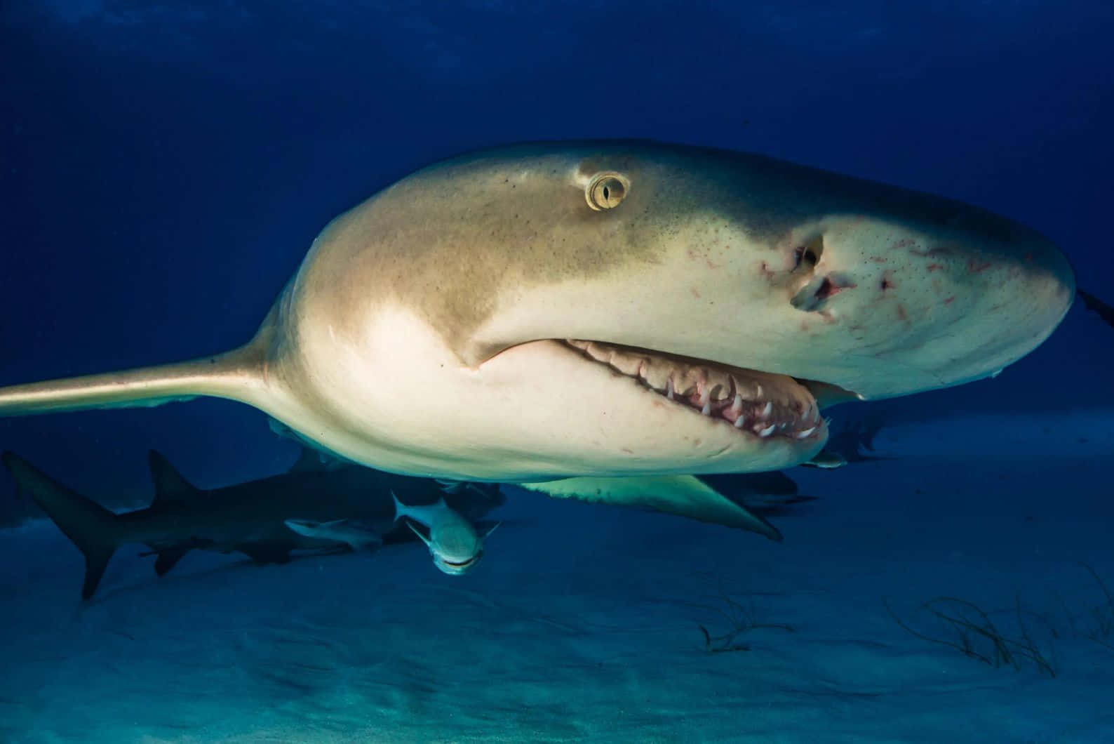 Lemon Shark Underwater Swim Wallpaper