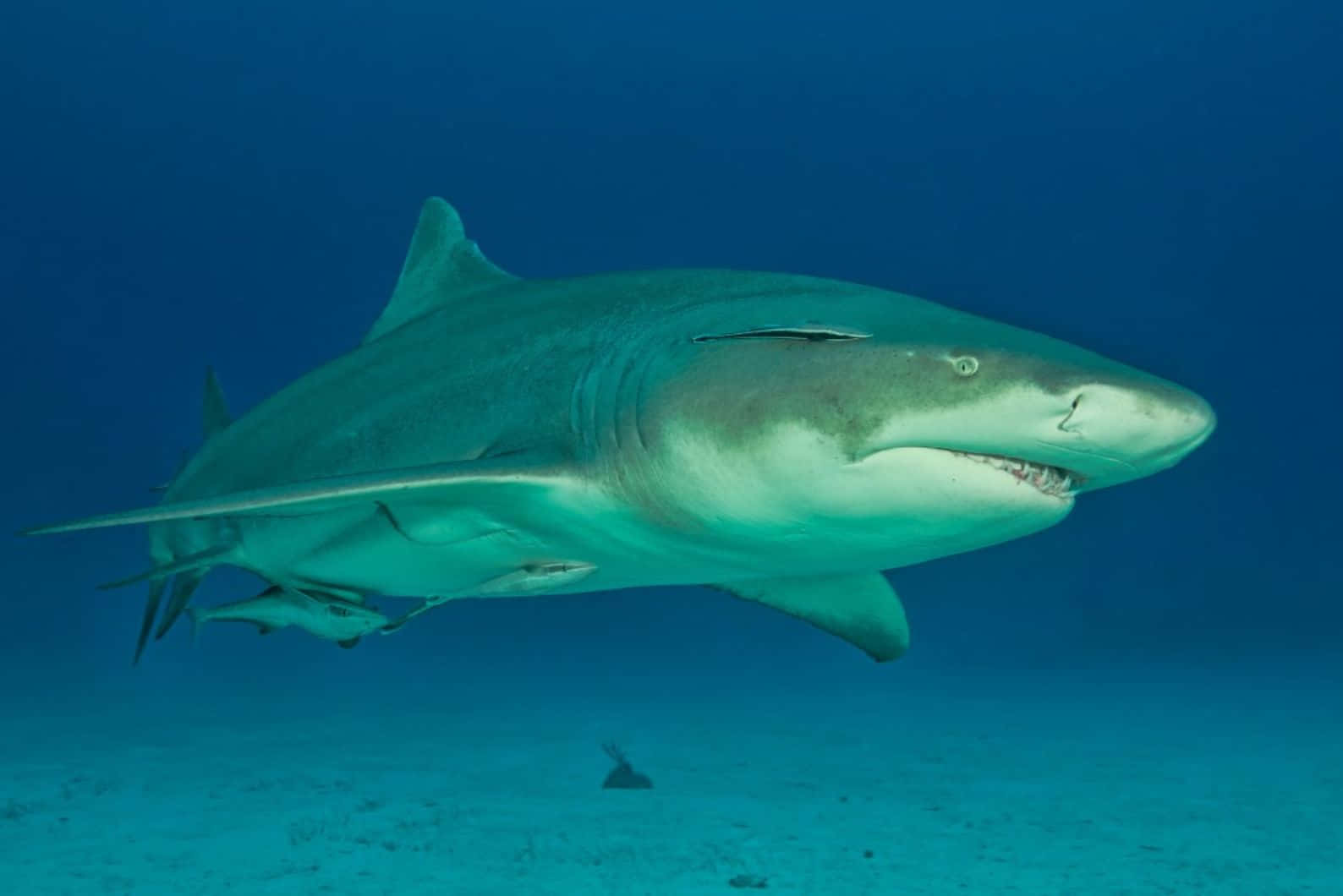 Lemon Shark Underwater Swimming Wallpaper