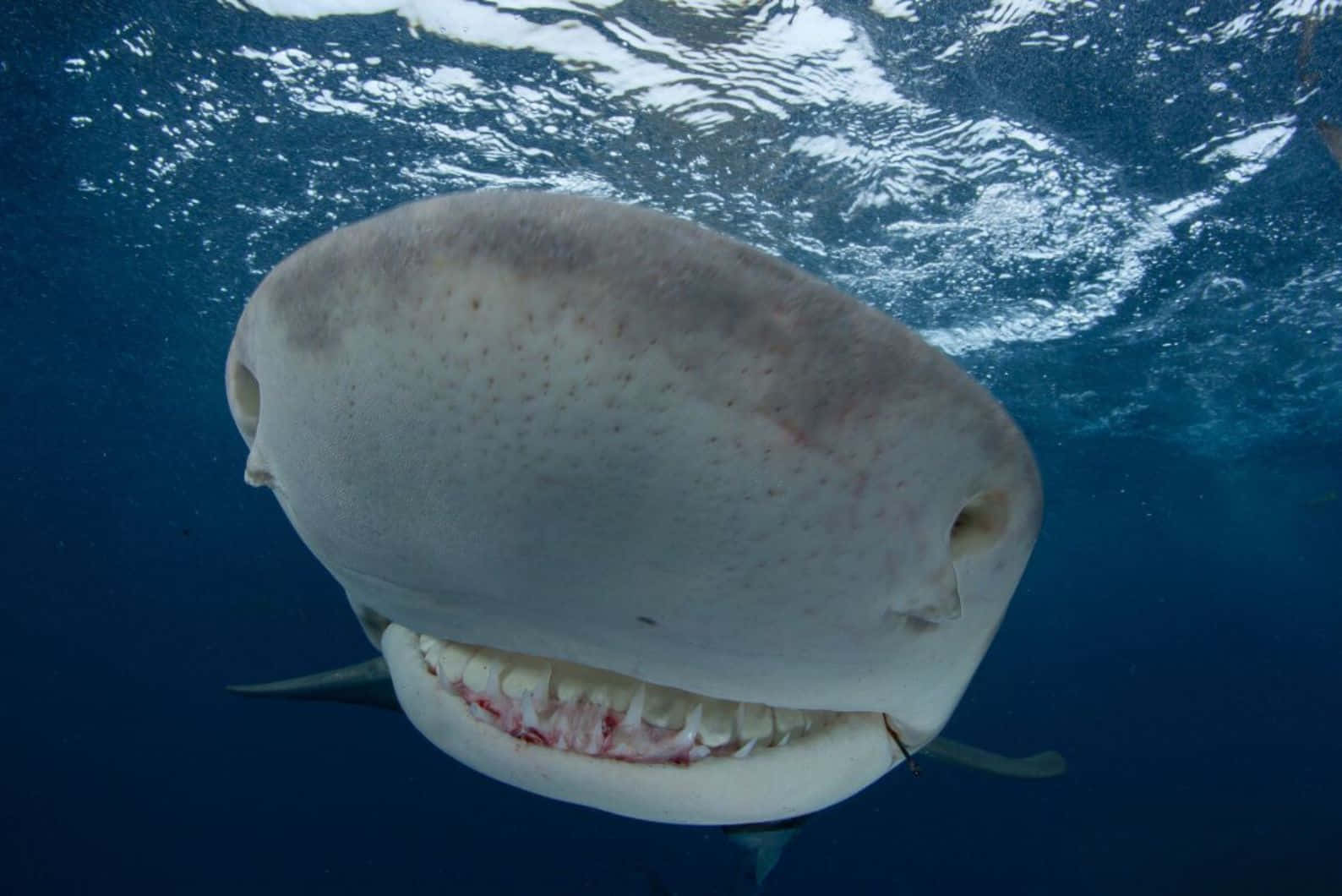 Lemon Shark Up Close Underwater.jpg Wallpaper