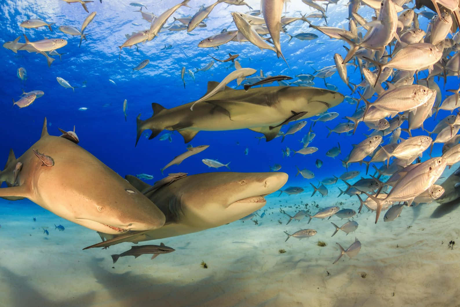 Lemon Sharks Schooling Fish Wallpaper