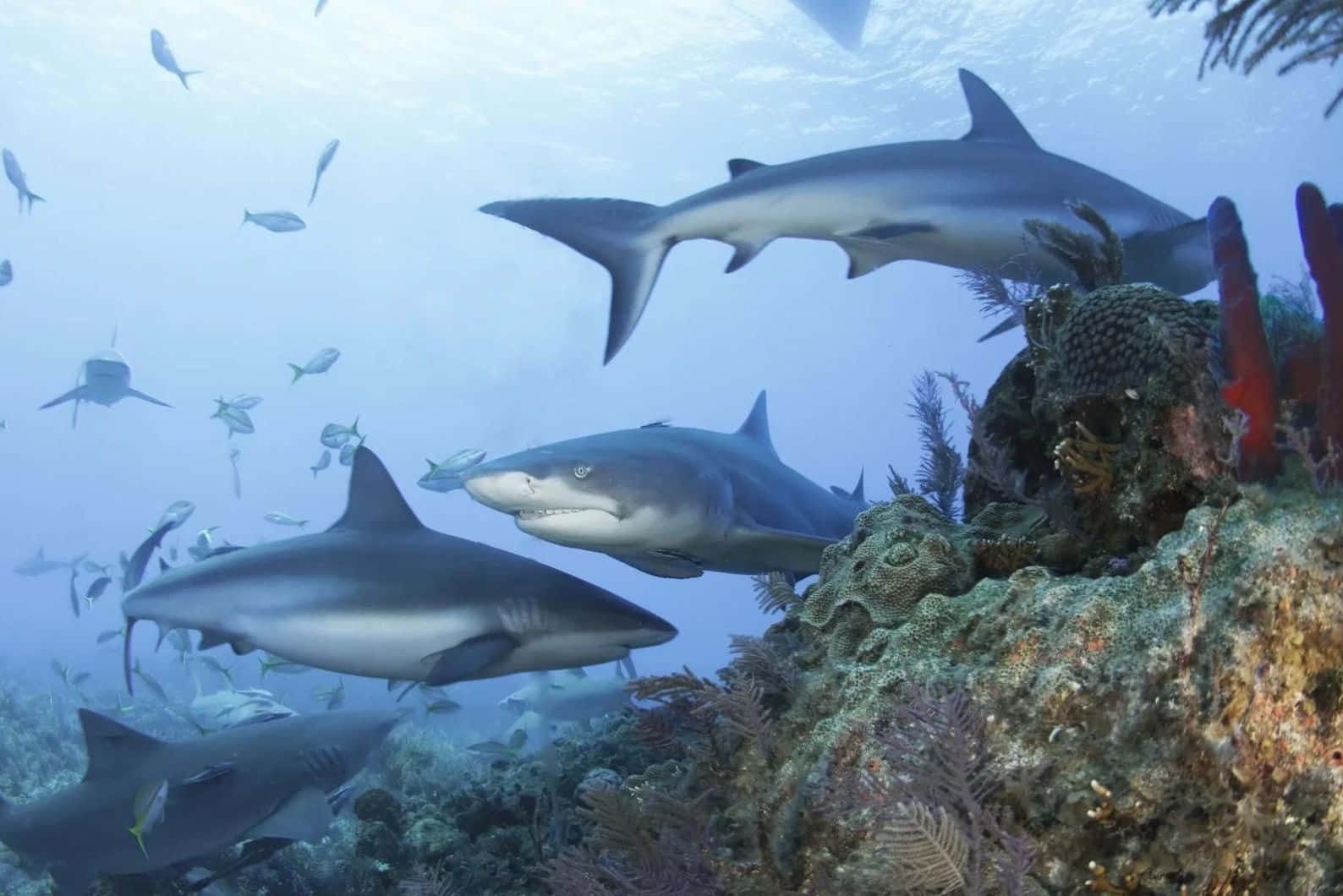 Lemon Sharks Swimming Over Coral Reef Wallpaper