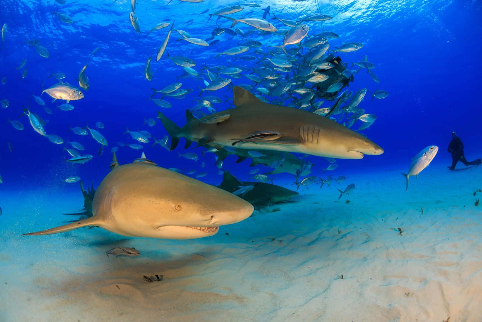 Lemon Sharks Swimming Underwater Wallpaper