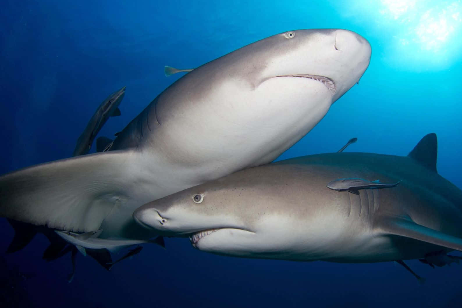 Lemon Sharks Underwater Photography Wallpaper