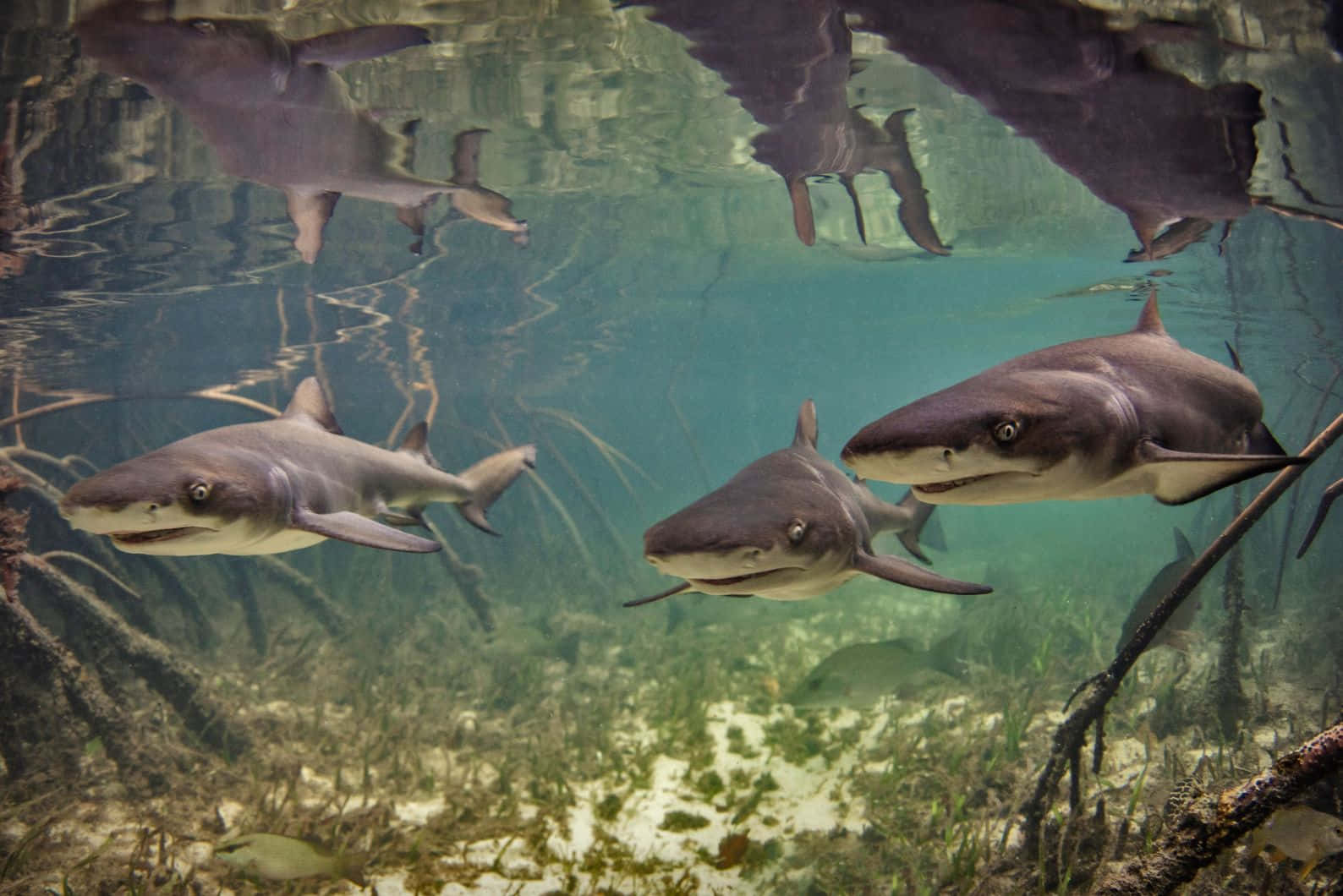 Lemon Sharks Underwater Reflection Wallpaper