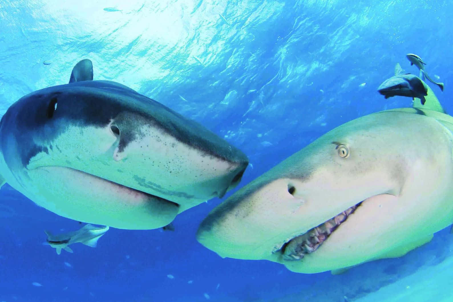 Lemon Sharks Up Close Underwater Wallpaper