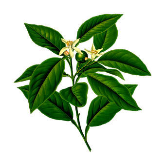 Lemon Tree Blossomsand Leaves PNG