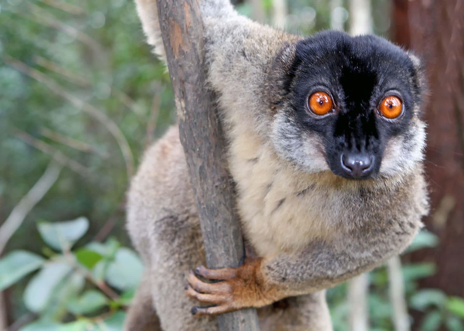 Lemur In Natural Habitat Wallpaper