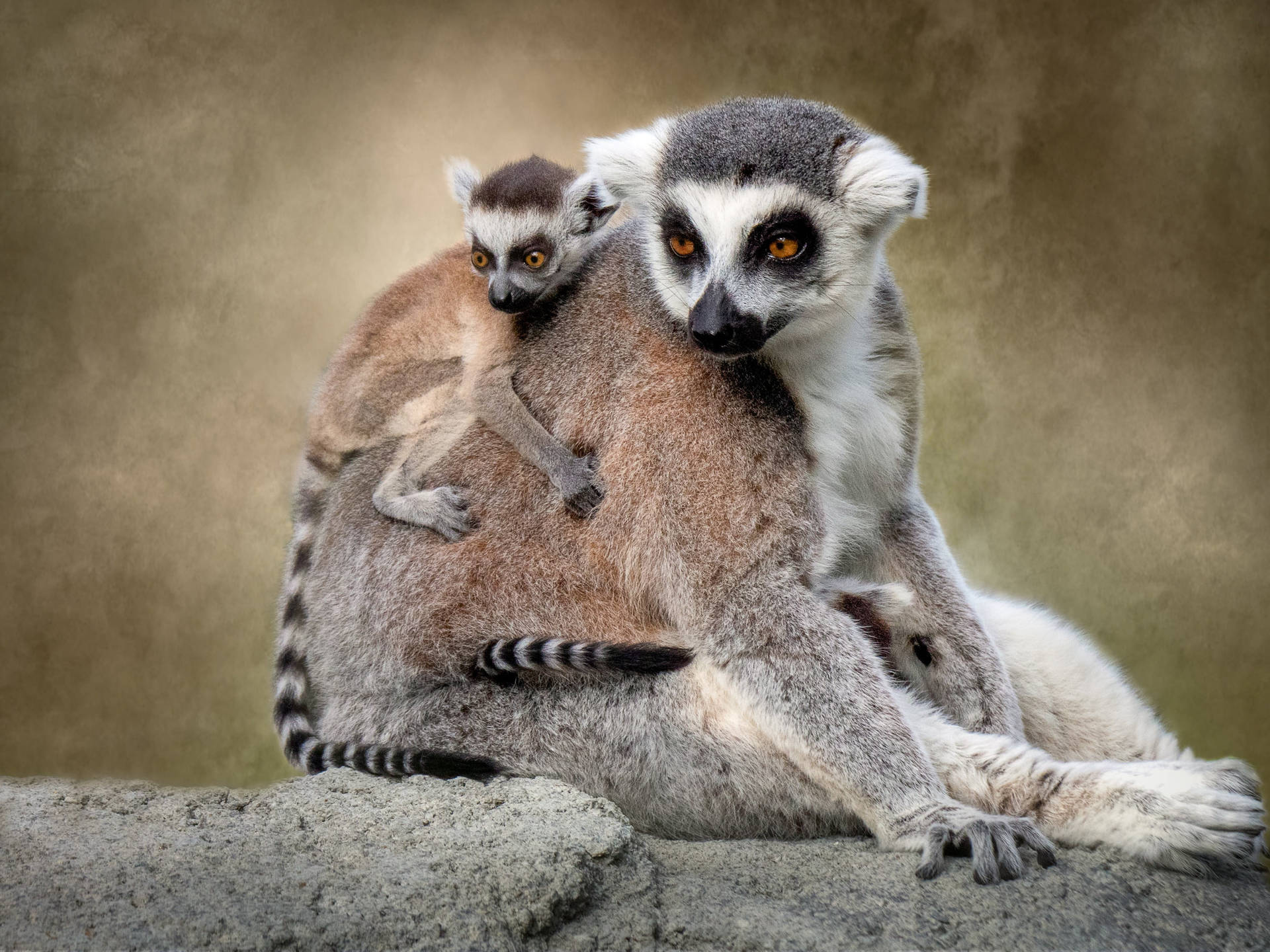 Lemurenmutter Und Baby Affe Wallpaper