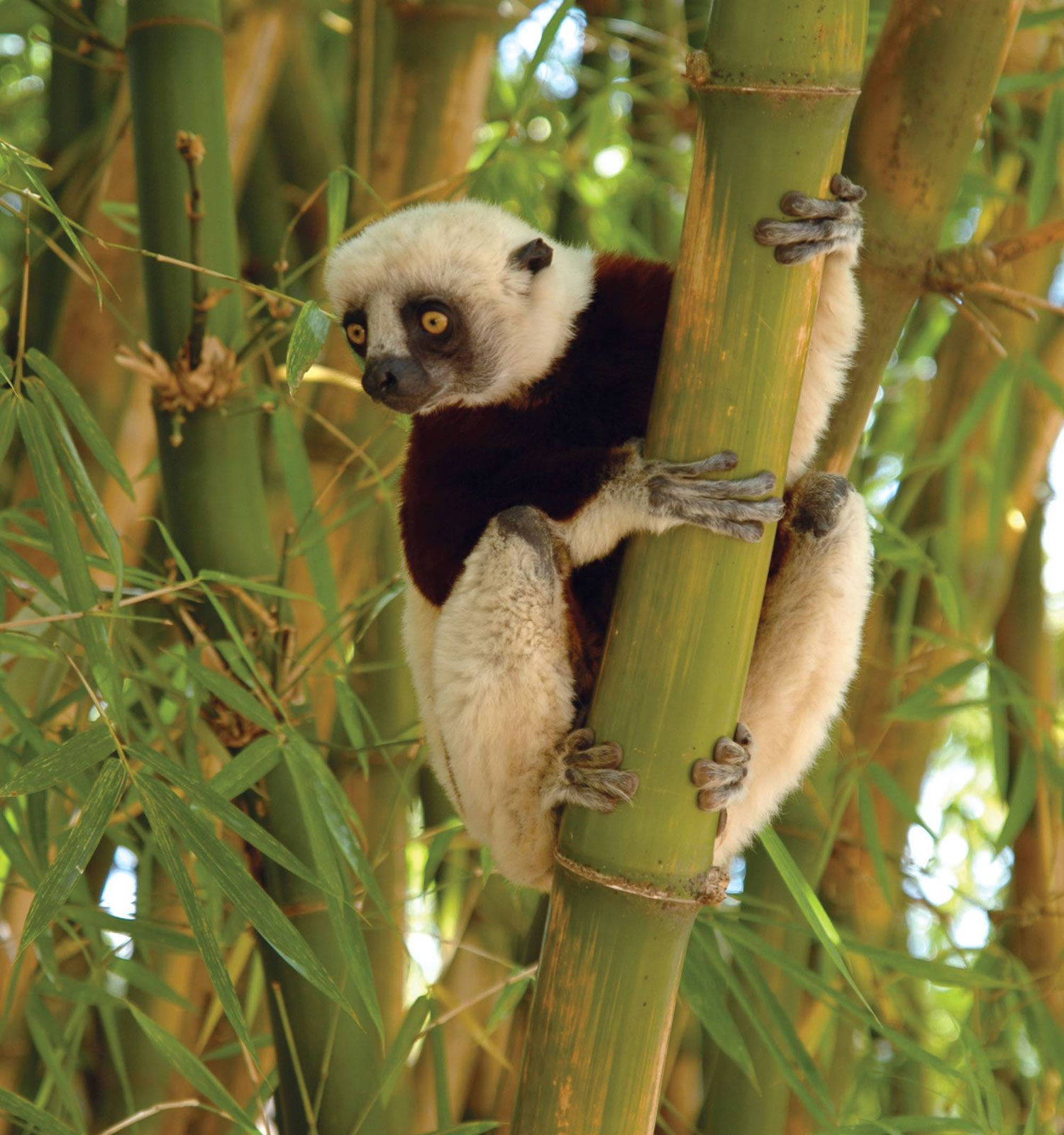 Lemur On A Bamboon At Madadascar Wallpaper