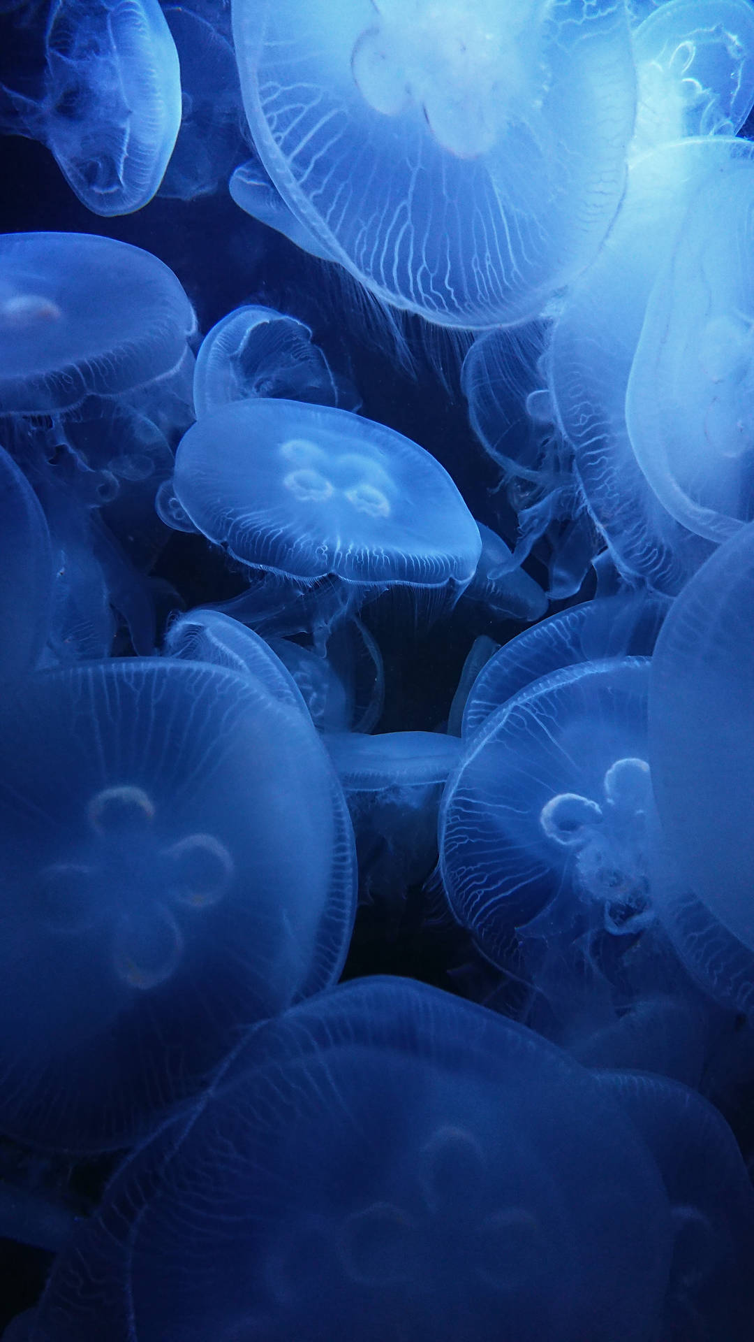 Lenovo Tablet Background Of Jellyfish Background