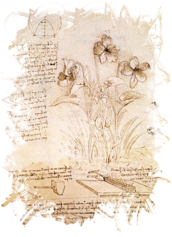 Leonardo Da Vinci Floral Study PNG