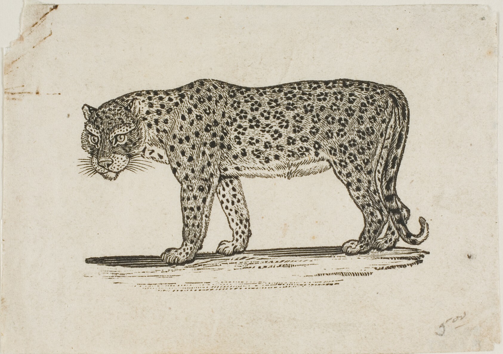 Leopard Wallpaper
