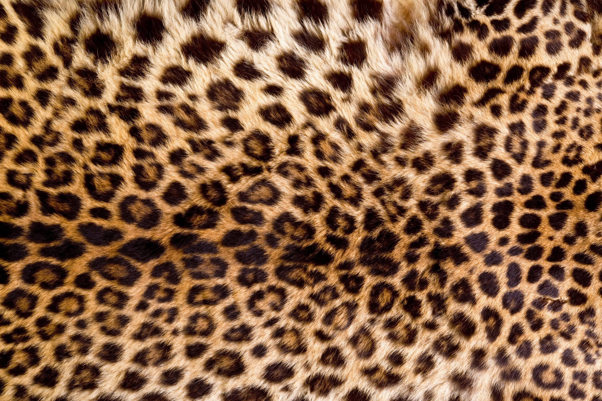 Leopardopele De Animal. Papel de Parede