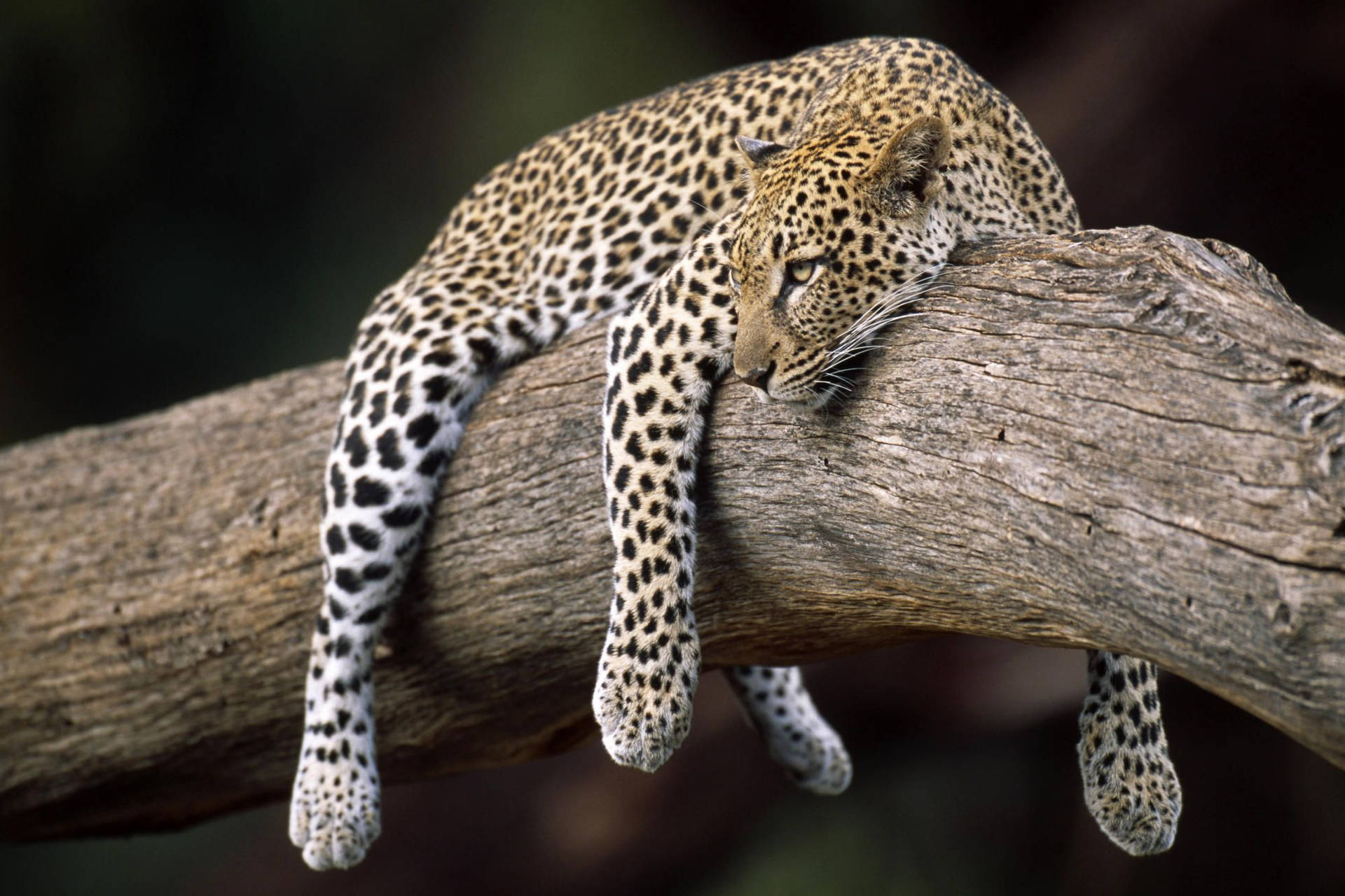 Leopard Animal In Branch Wallpaper