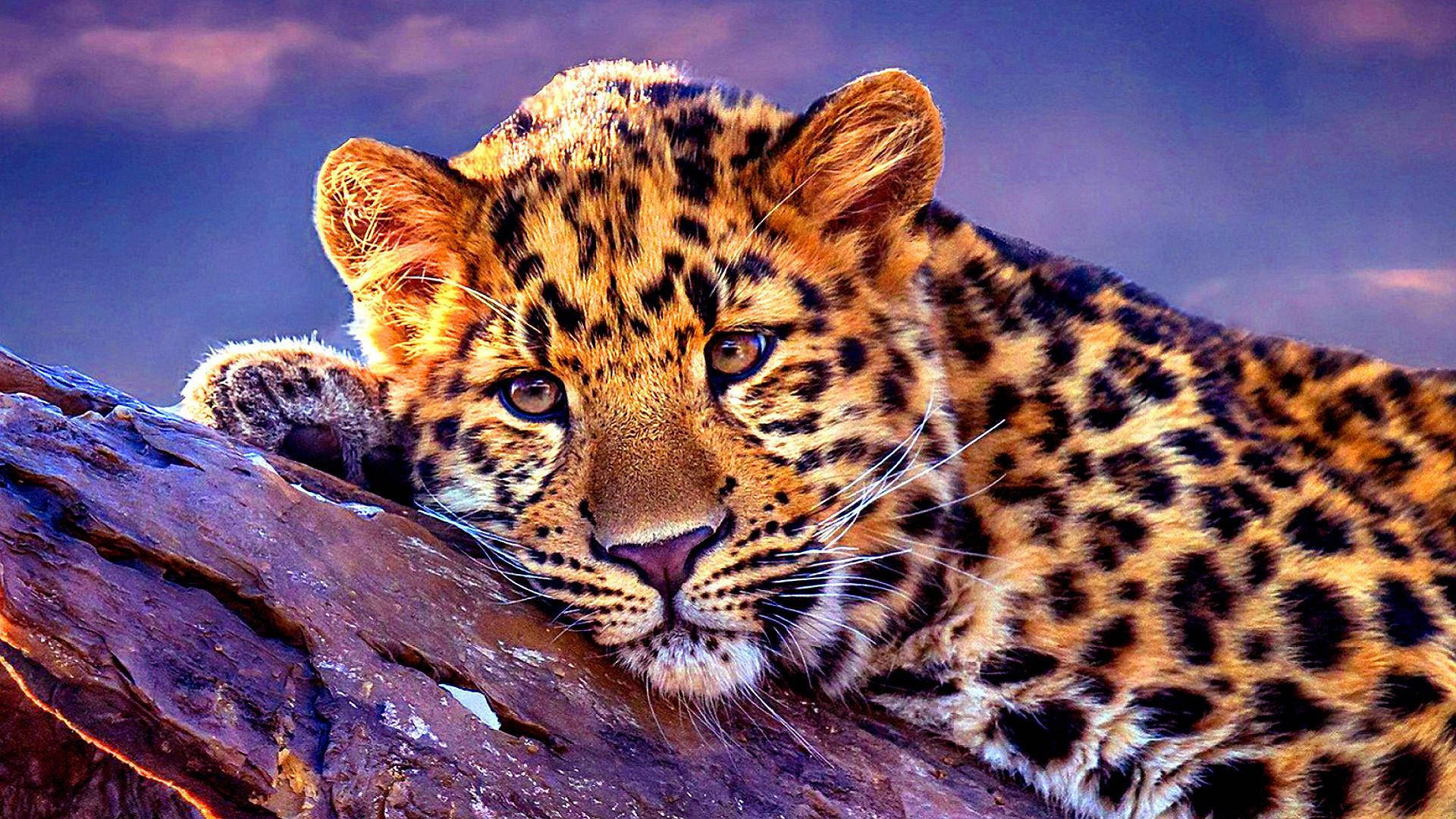 Leopard Animal Resting On Damp Rock Wallpaper
