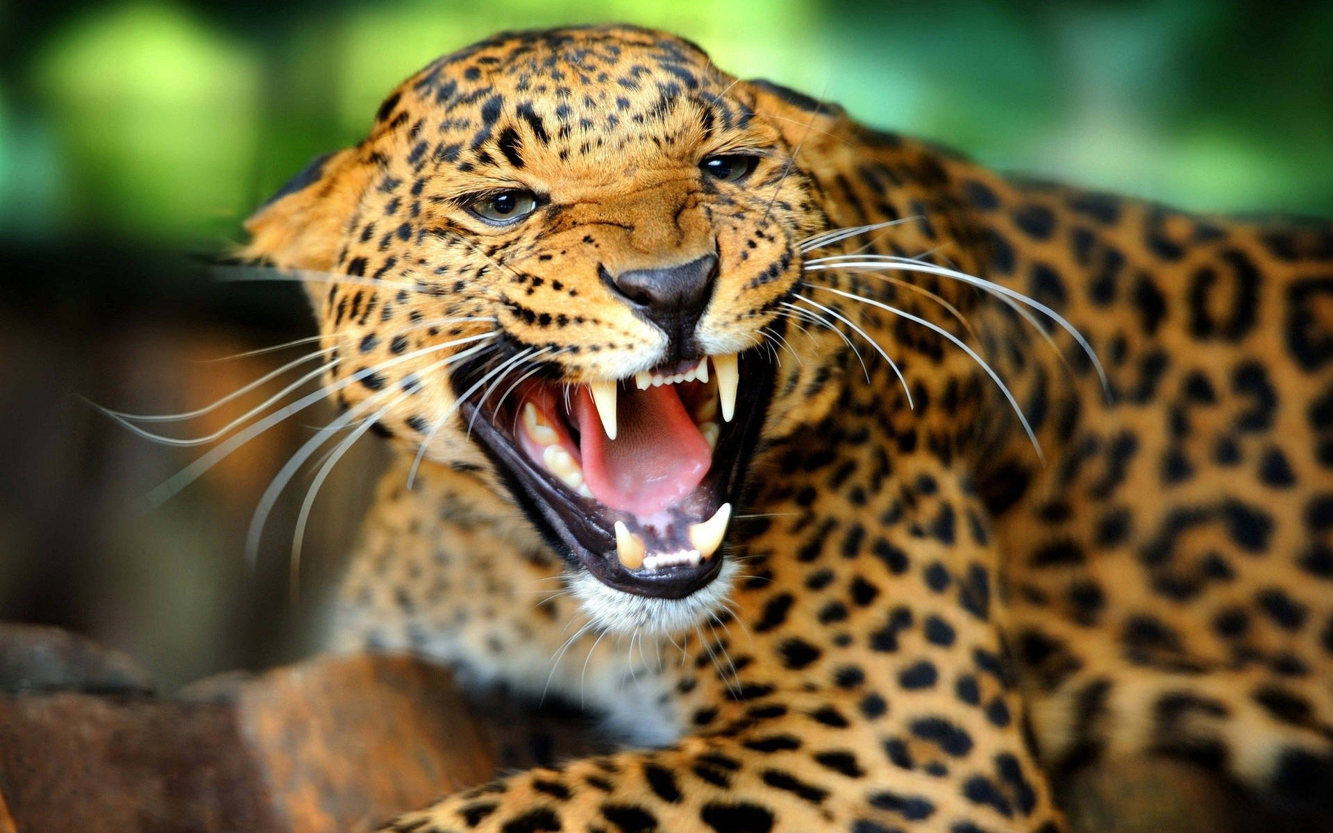 Leopard animal roar wallpaper