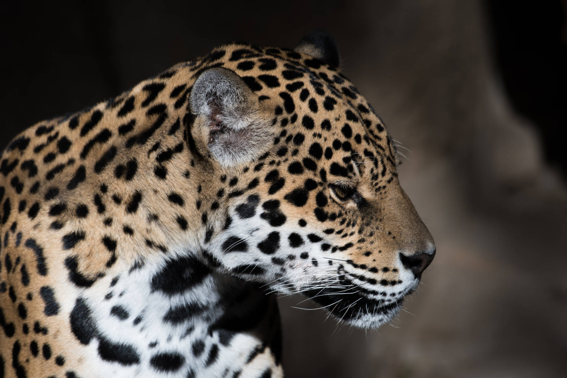 Leopardo,un Animal Impresionante. Fondo de pantalla