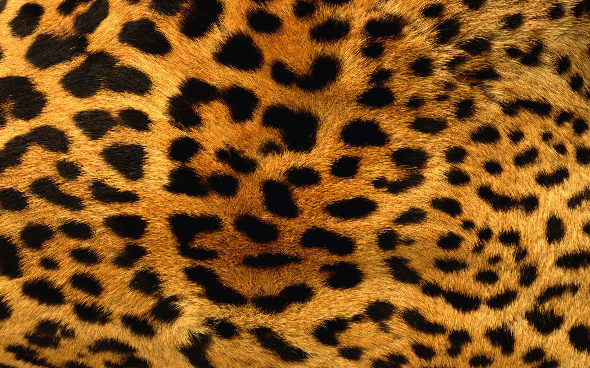 Einwilder Leopard, Der Seine Beute Im Dichten Dschungel Verfolgt.