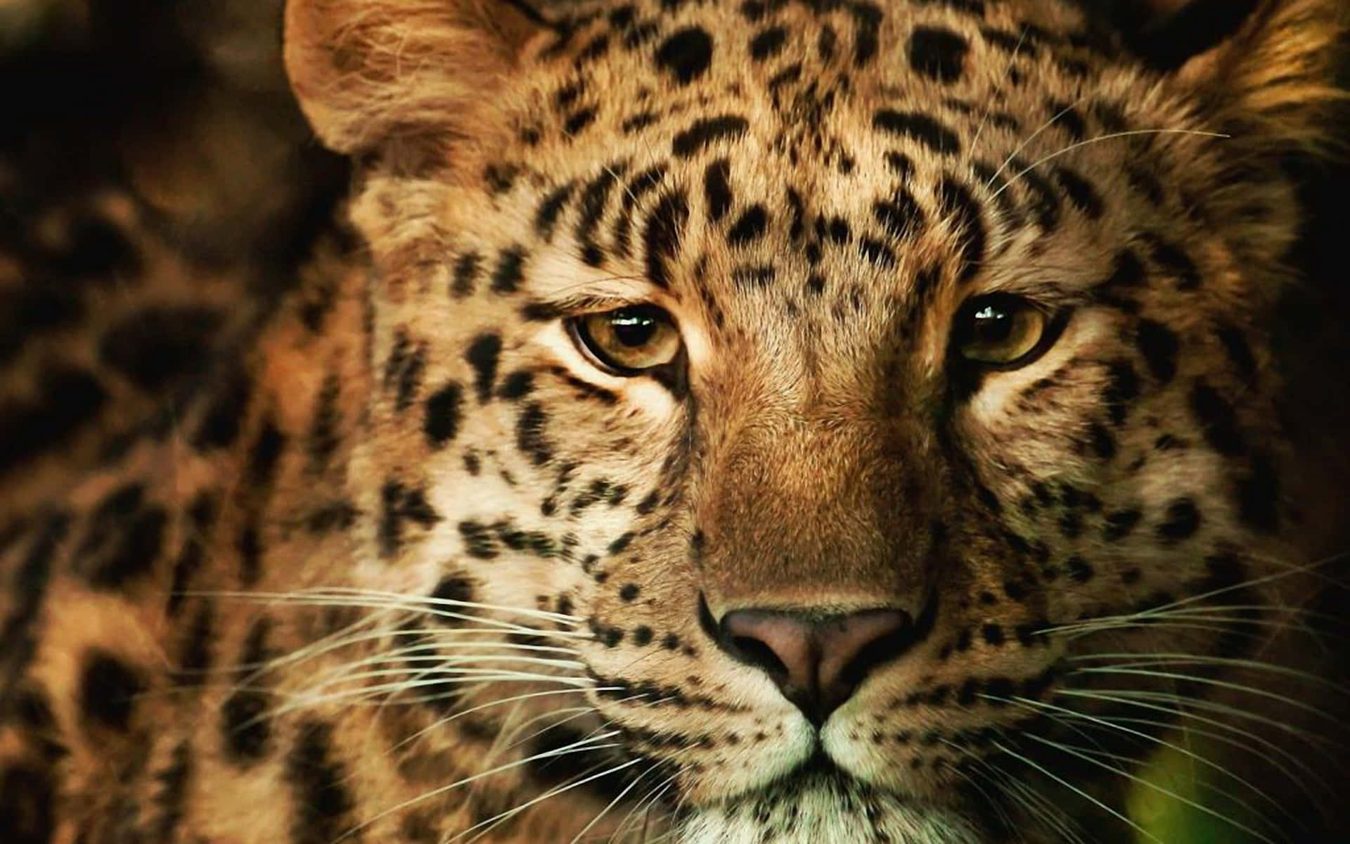Etsmukt Vildt Leopard I Sin Naturlige Levested.