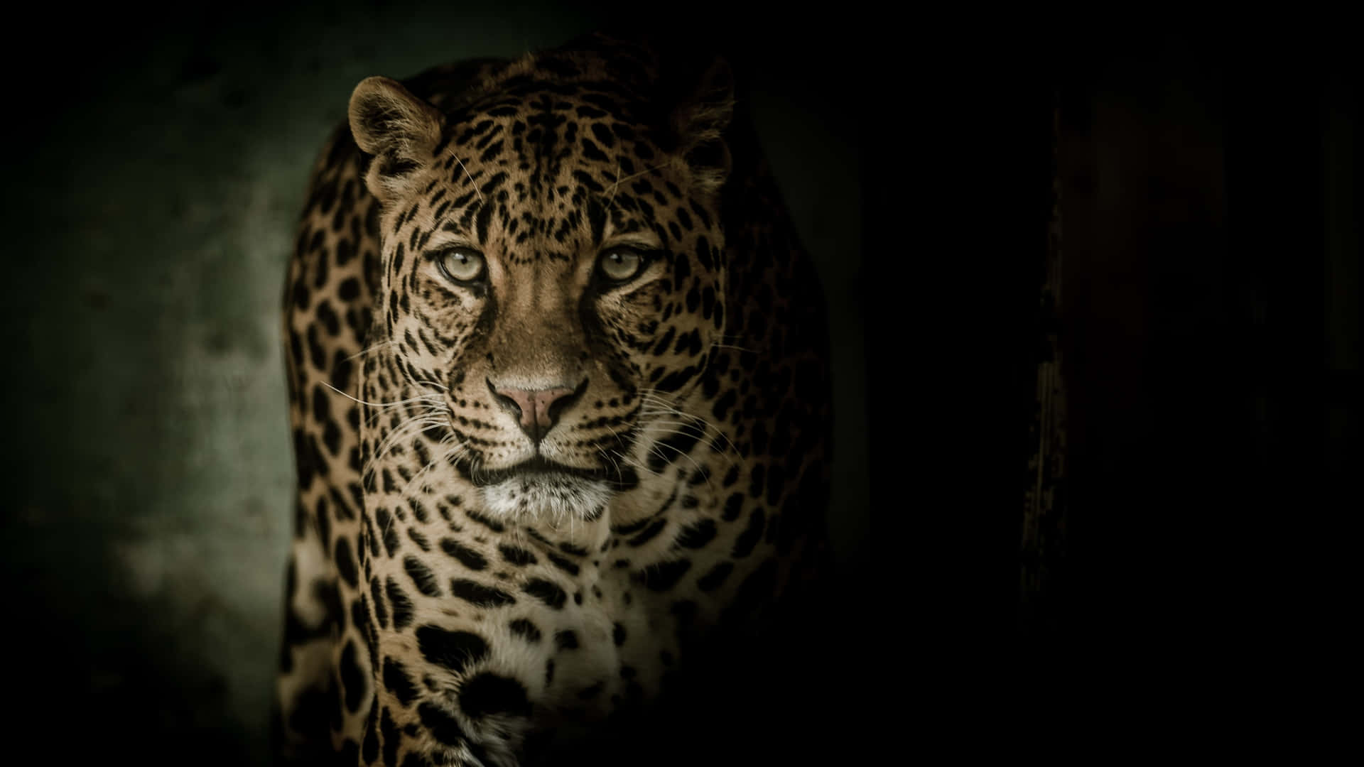 Denyndefulde Skønhed Af En Leopard.