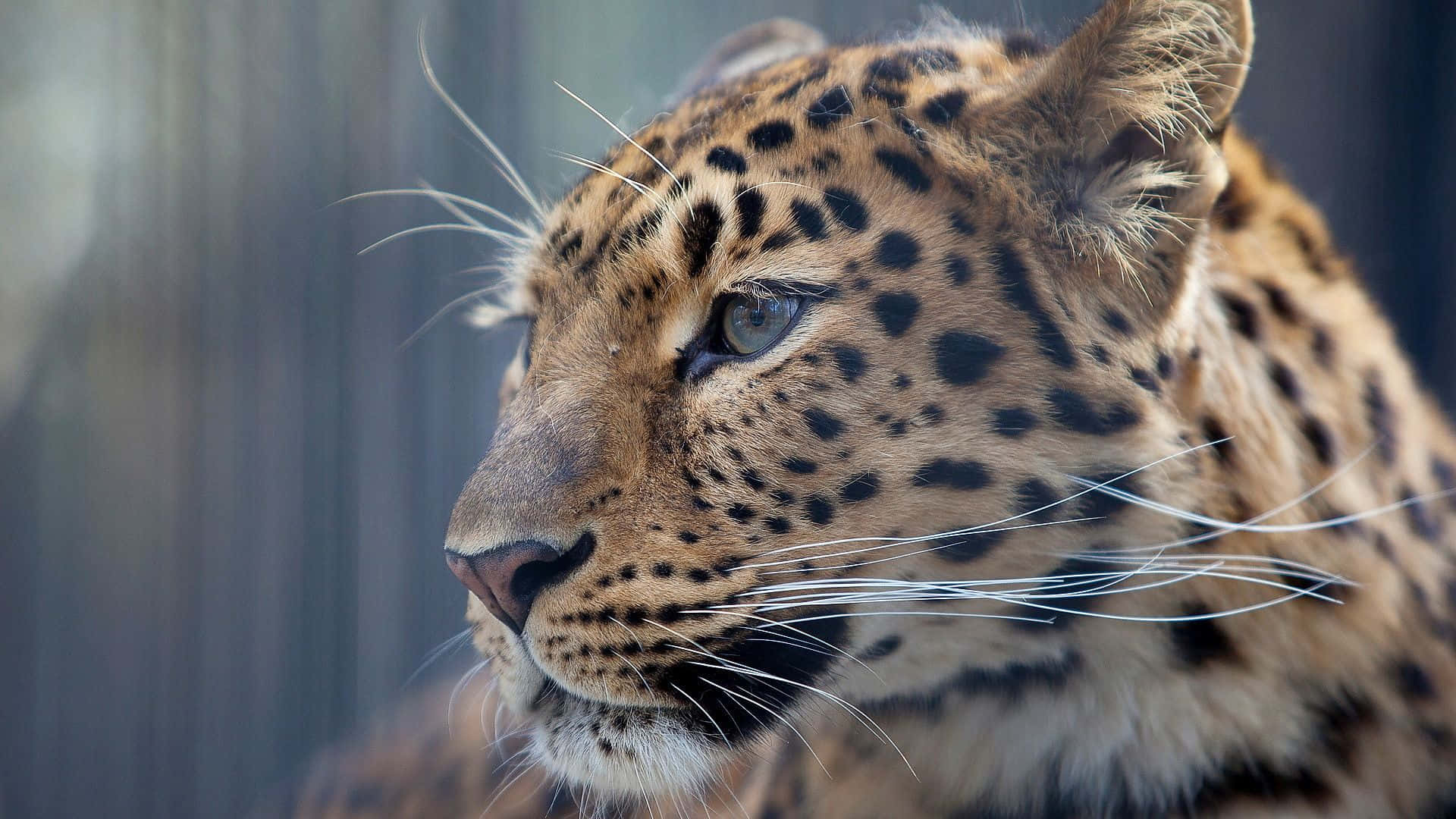 Diemajestät Eines Pinkäugigen Leoparden In Seiner Natürlichen Umgebung.
