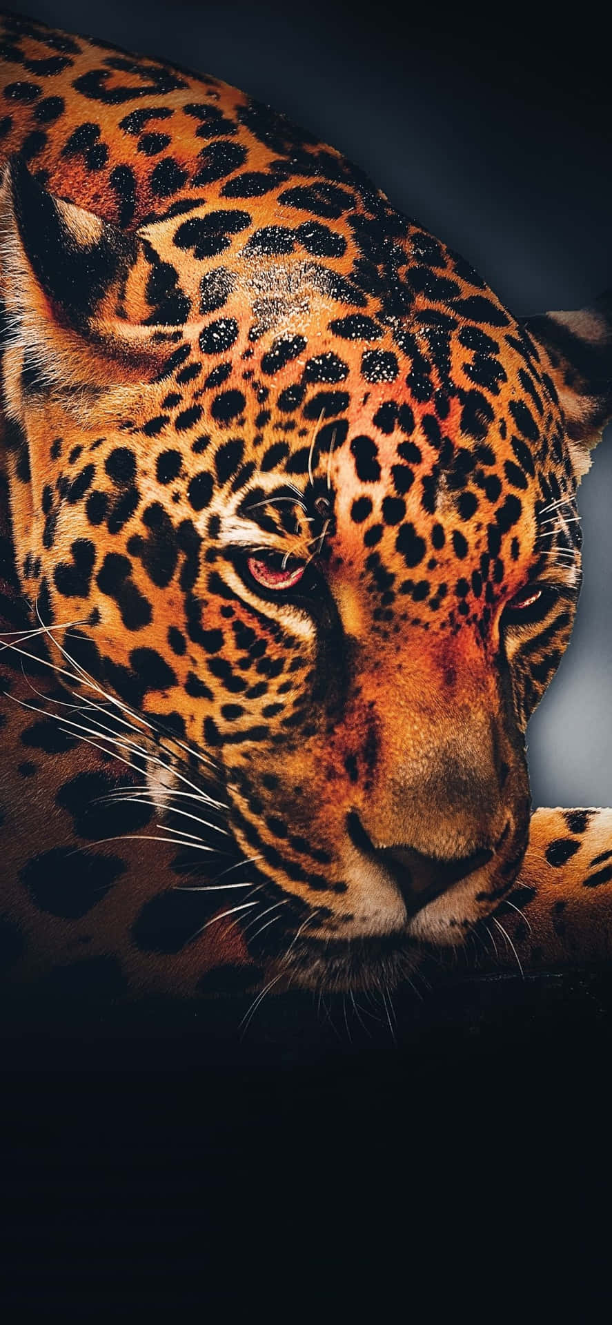 A leopard above the African Savannah