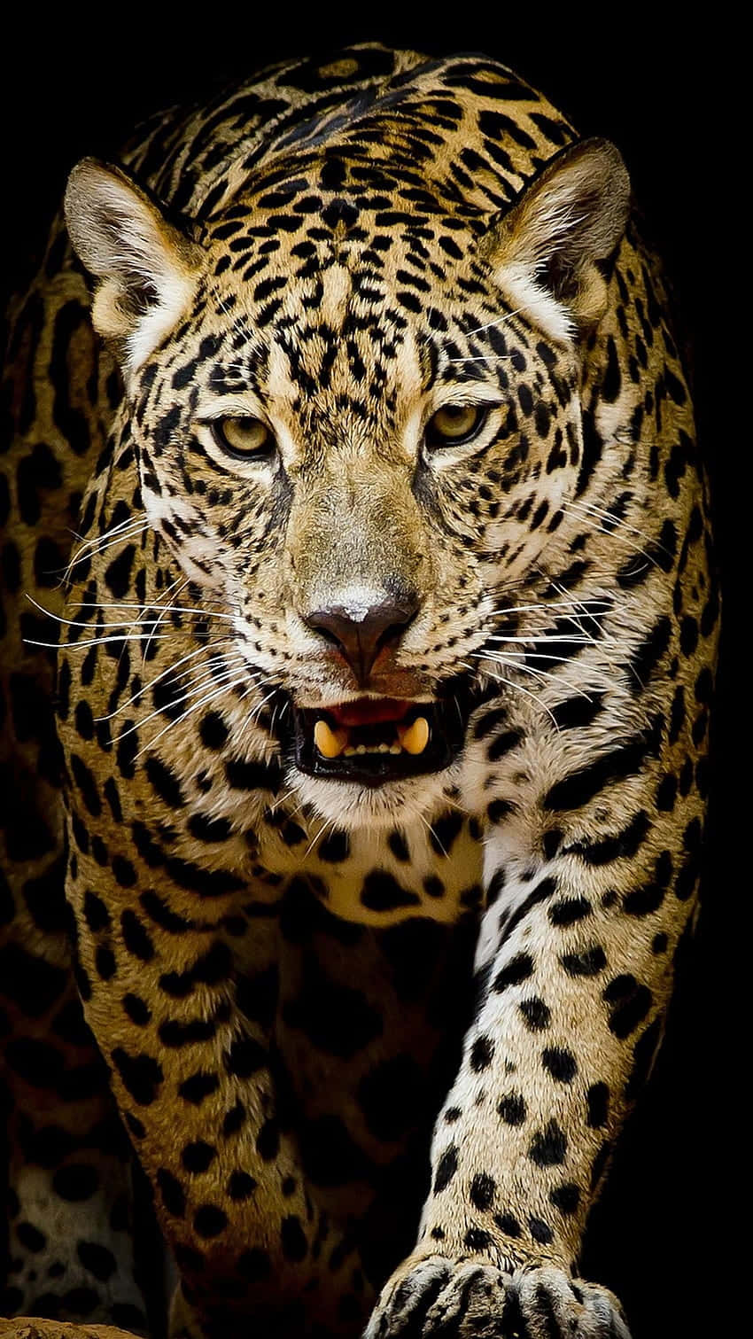 Unpotente E Selvaggio Leopardo Nel Suo Habitat Naturale