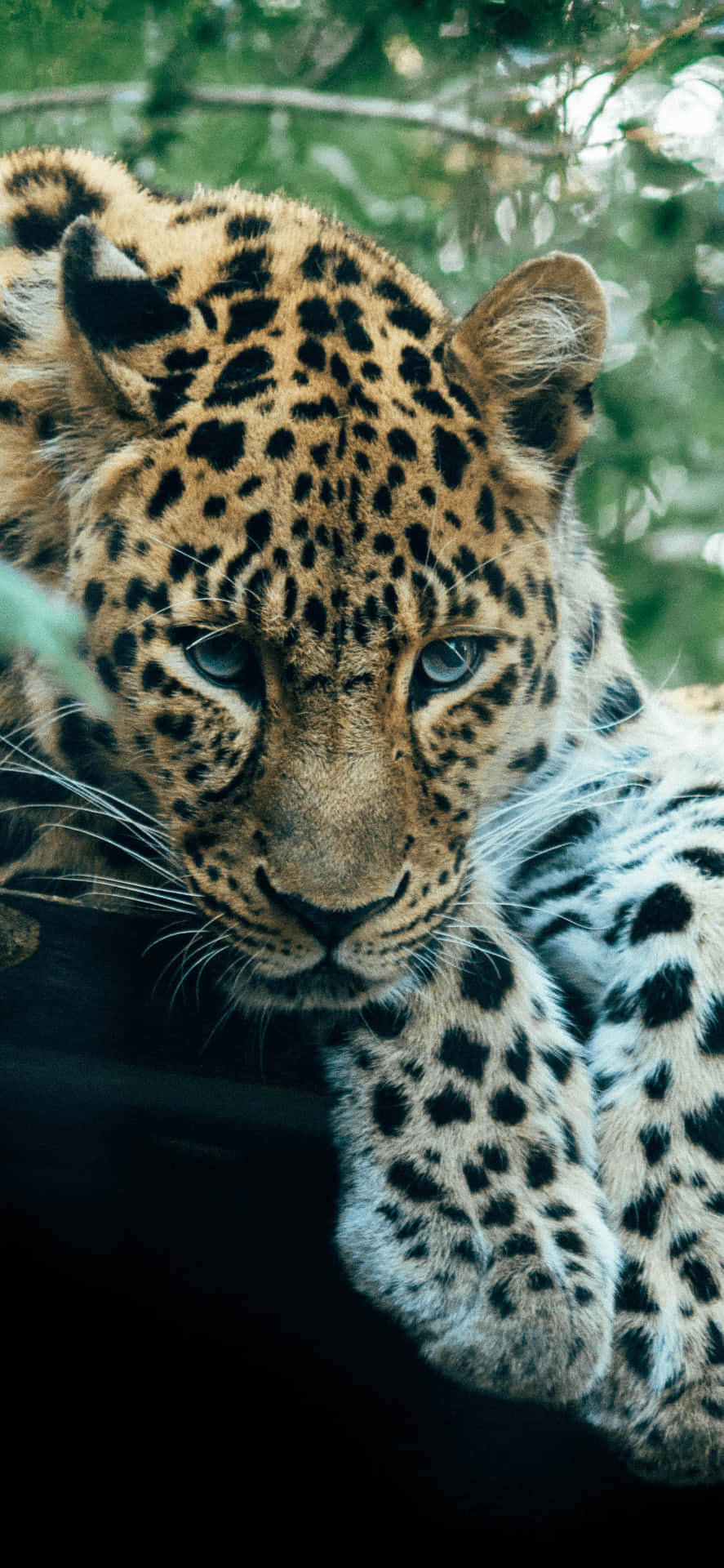 Unhermoso Leopardo Esperando Pacientemente Bajo El Sol.