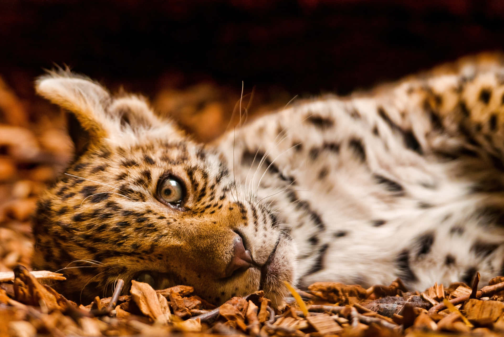Ennärbild På En Vacker Leopard I All Sin Glans.