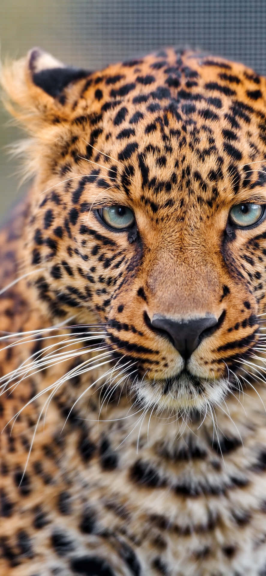 Bilden Vacker Leopard I Vilt Tillstånd.