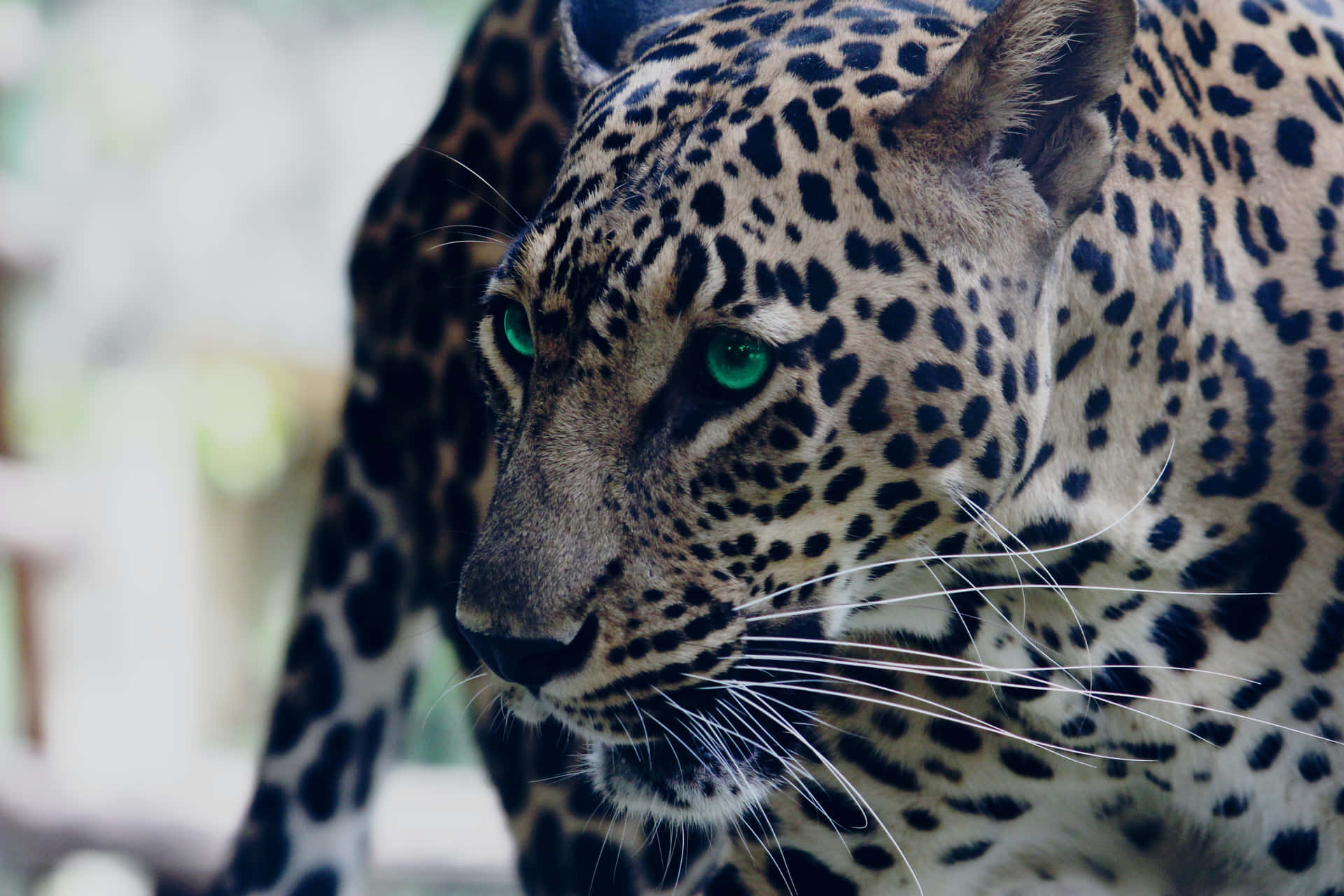 Unpotente Leopardo Maschio Su Un Promontorio Roccioso