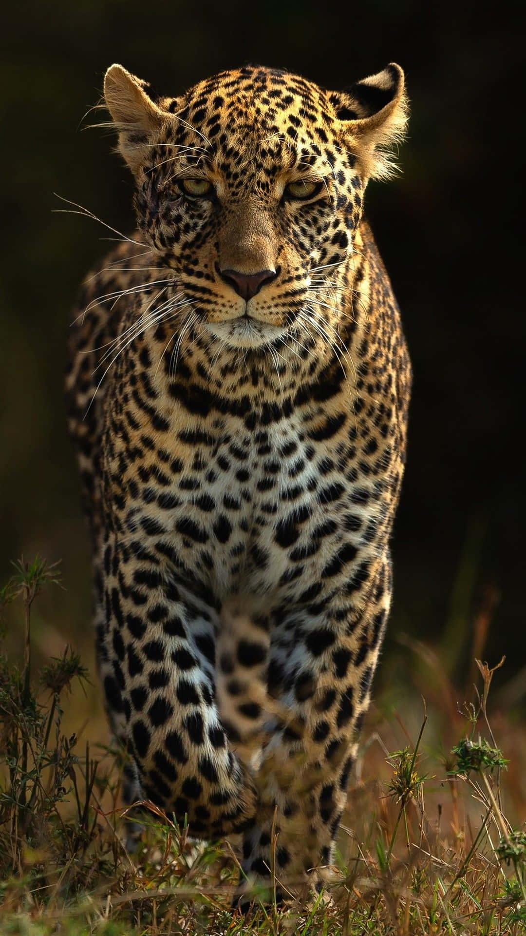 Augedes Leoparden