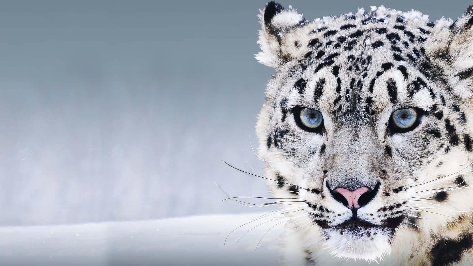 Denmystiske Skønhed Af Leoparden.