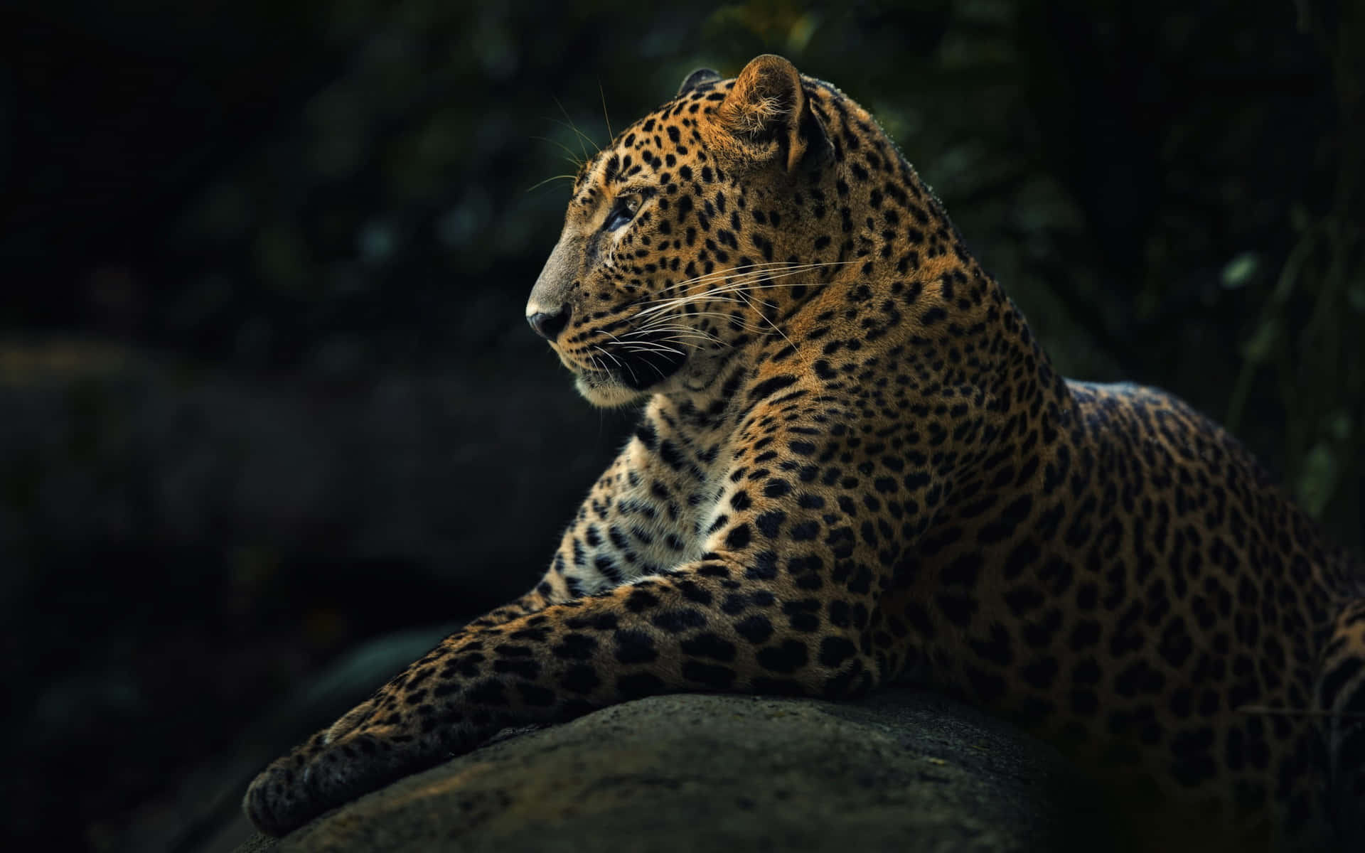 “Adventurous Leopard”