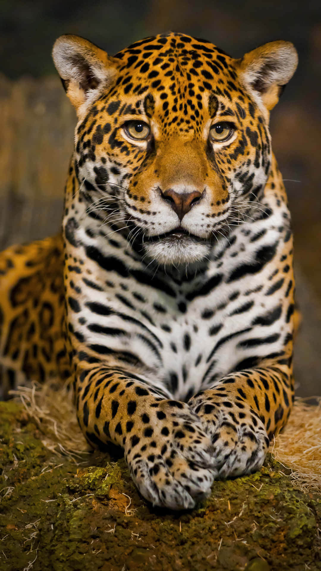 Majestätiskleopard I Sin Naturliga Miljö