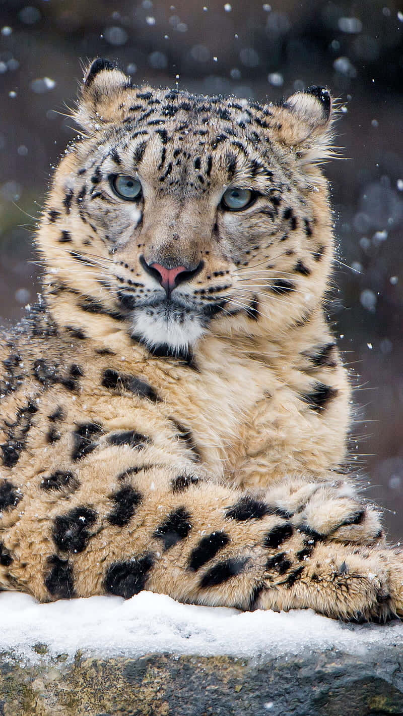 A Leopard Peering Out of the Fog