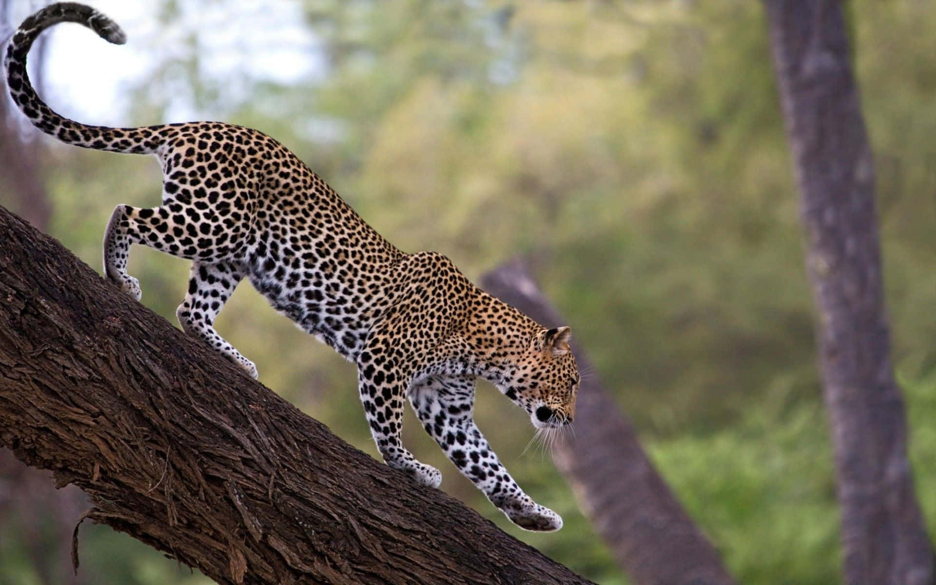 Nærbilledeaf En Majestætisk Leopard I Dens Naturlige Levested.