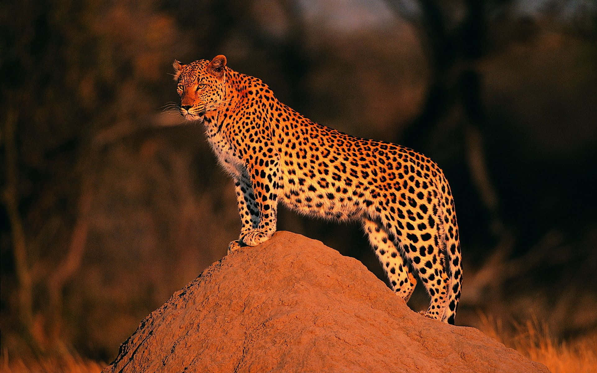 Enmajestätisk Leopard Som Solar Sig I Solen
