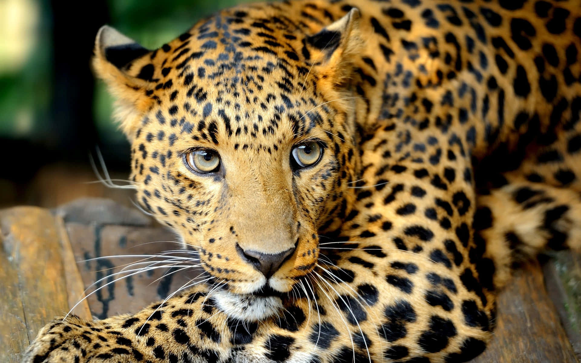 Enmajestätisk Leopard Som Ligger Och Slappar I Sitt Naturliga Habitat
