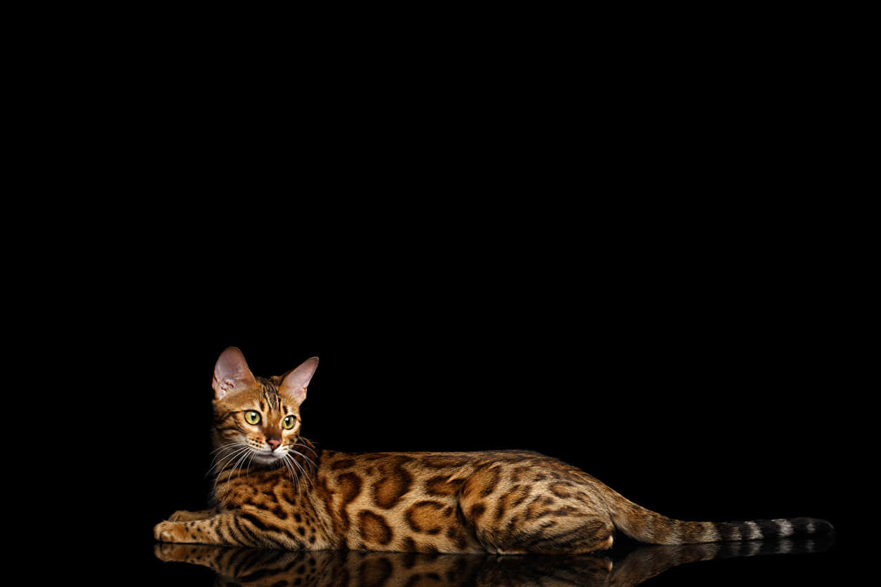 Kucing Leopard Pose Elegan Wallpaper