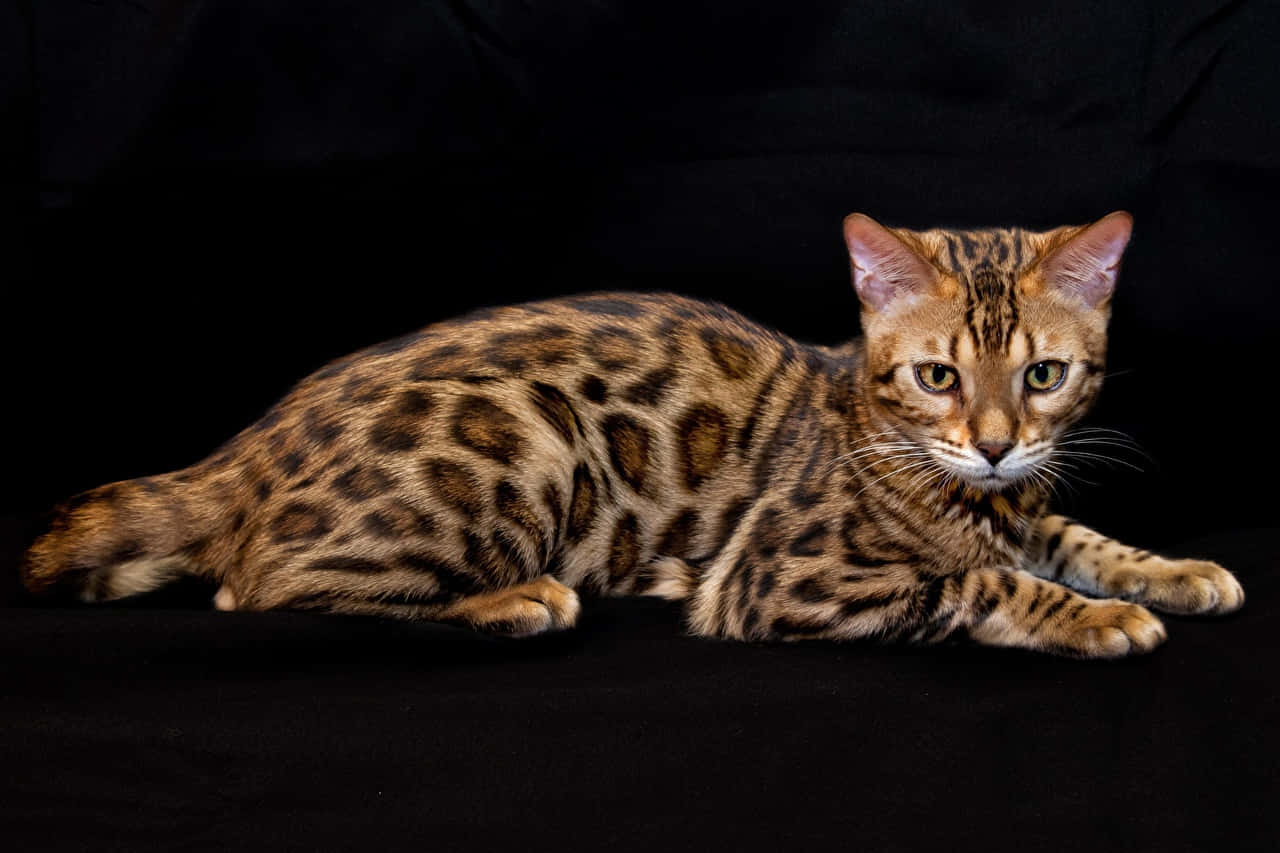 Leopard Cat Elegant Pose Wallpaper