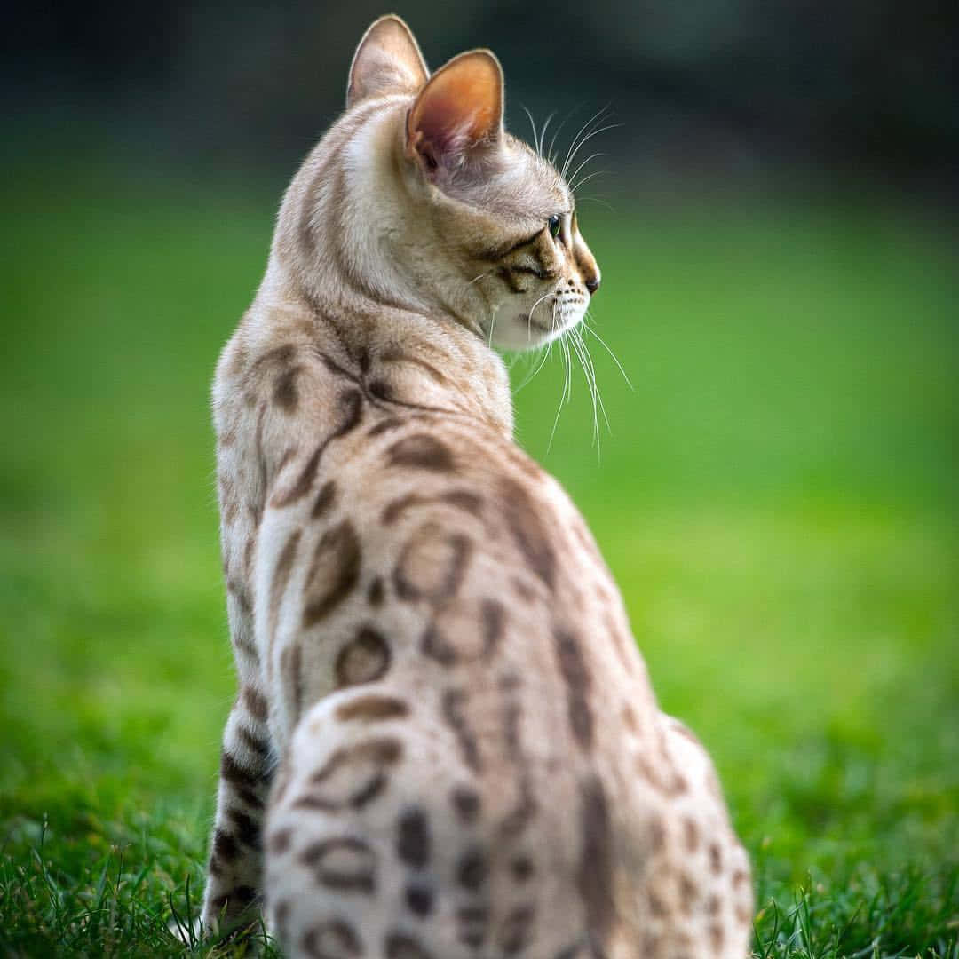 Luipaardkat Kijkend Weg Achtergrond