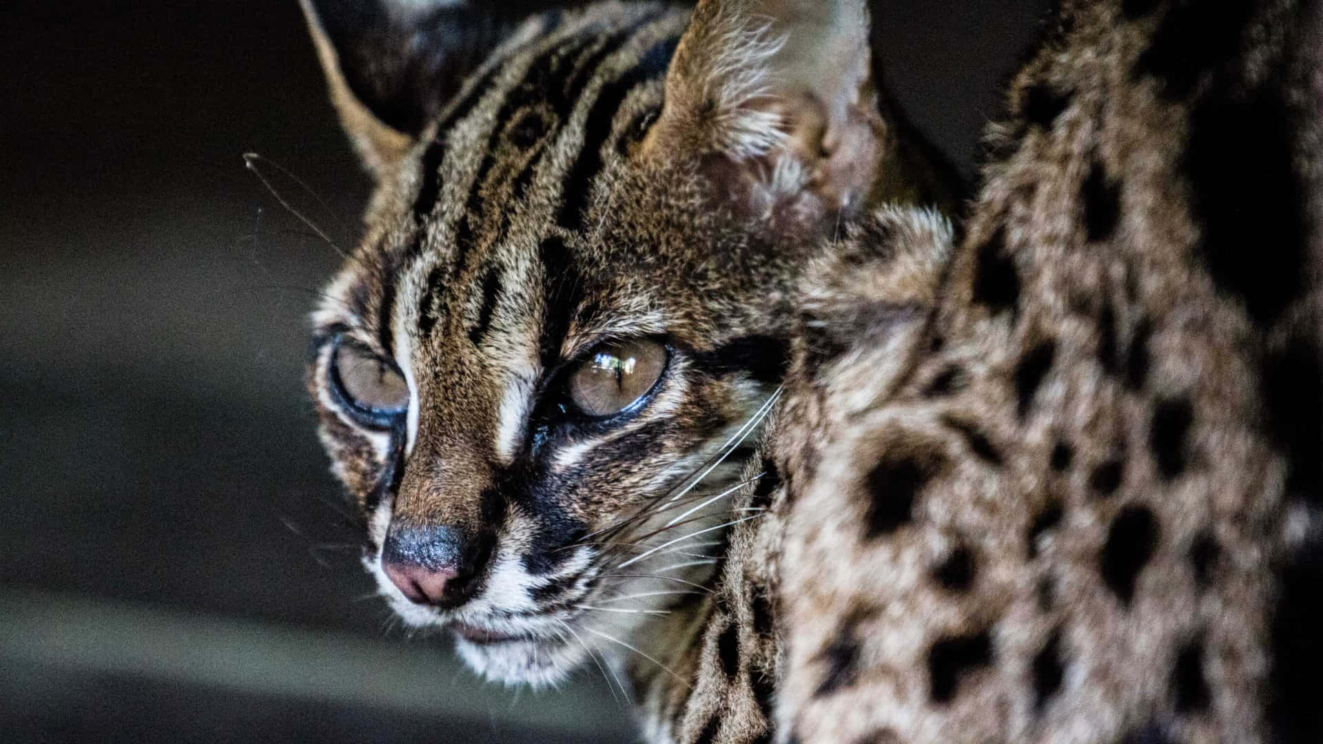 Leopardkatt Blikk Bakgrunnsbildet