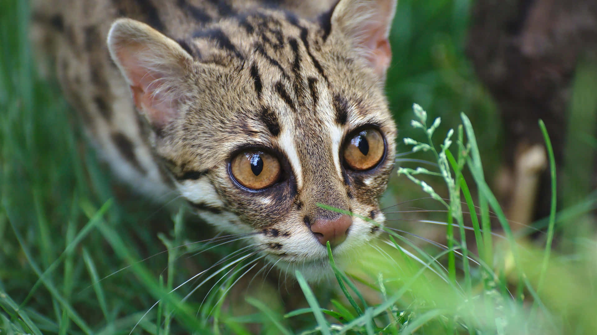 Leopard Cat In Grass.jpg Wallpaper